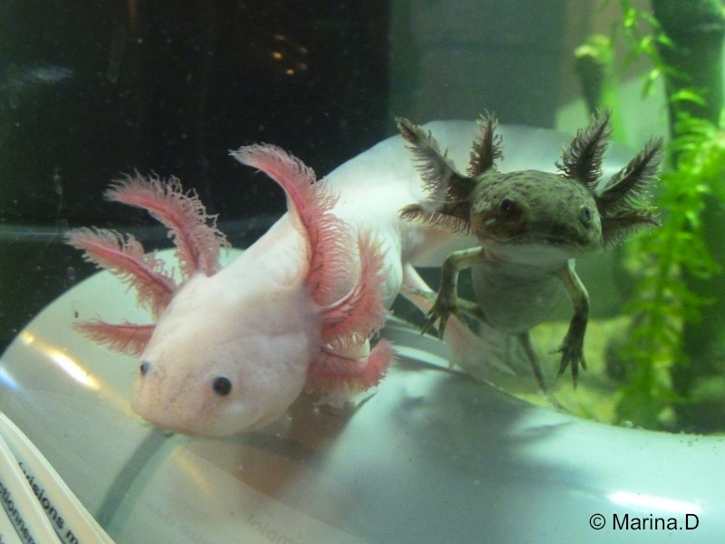 Comment prendre soin d'un axolotl: 10 étapes