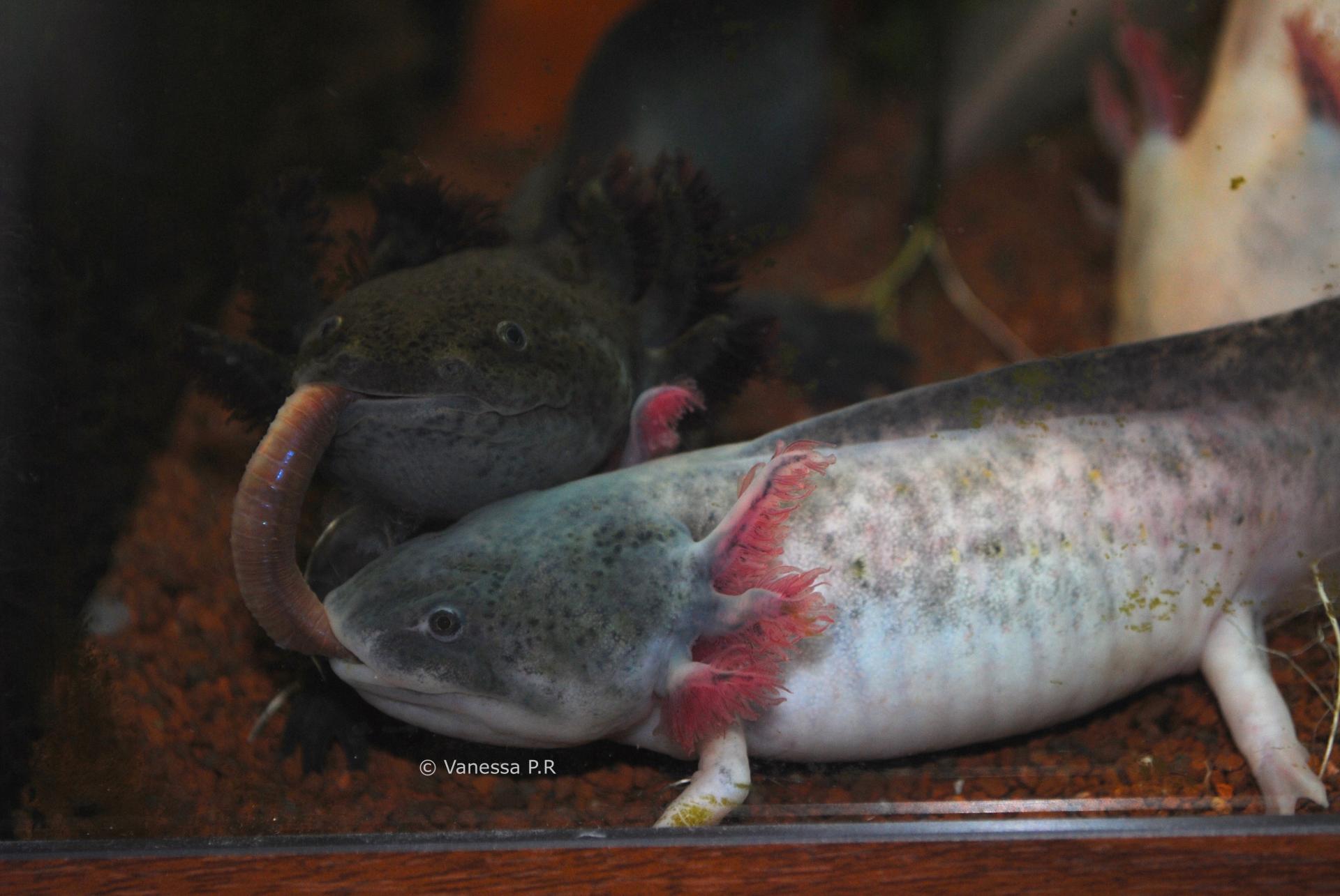 Axolotls vs ver de terre