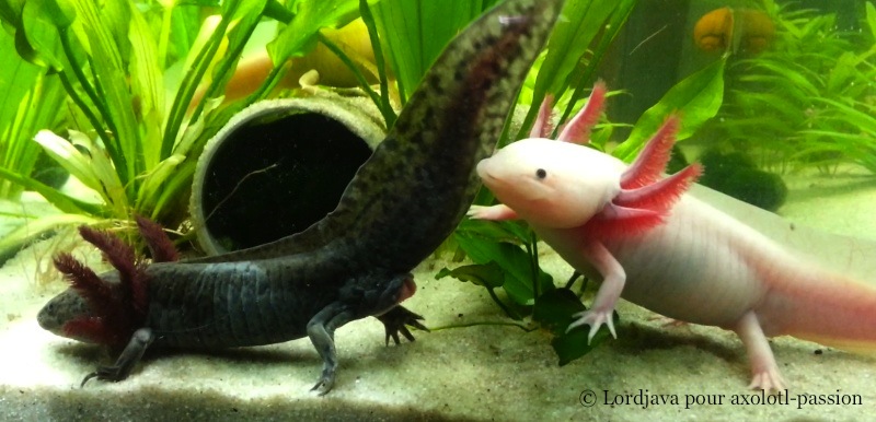 Je veux un axolotl ! - Blog