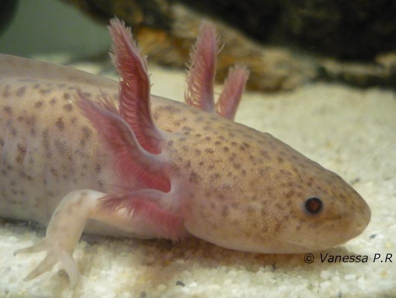 Les phases de l'Axolotl P1090060