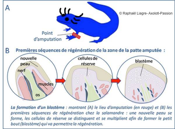 Régénération 5