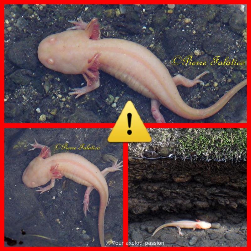 Axolotl relâché