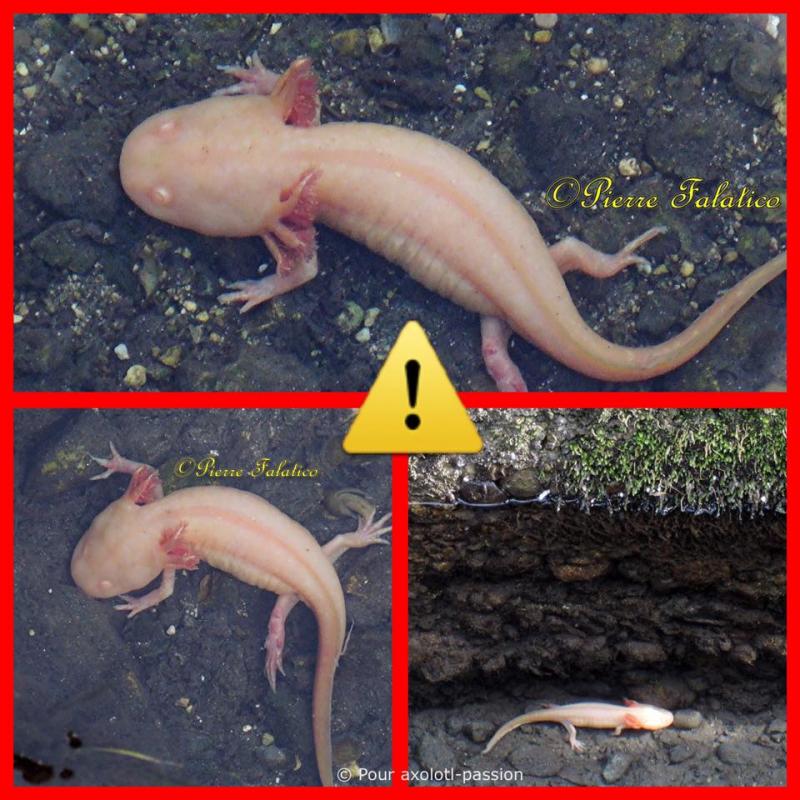 Tout savoir sur l'Axolotl