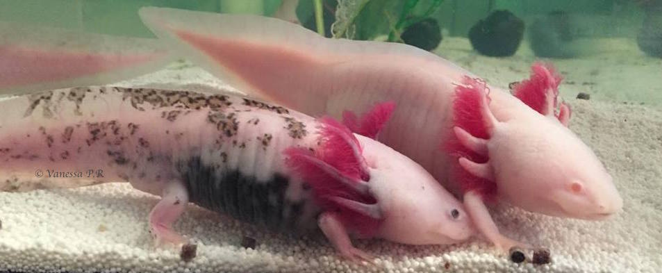 L'axolotl vit dans l'eau mais ce n'est pas un poisson