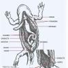 Anatomie interne