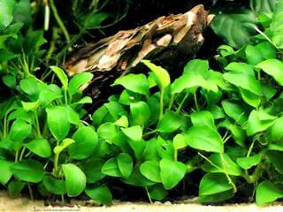 Anubias