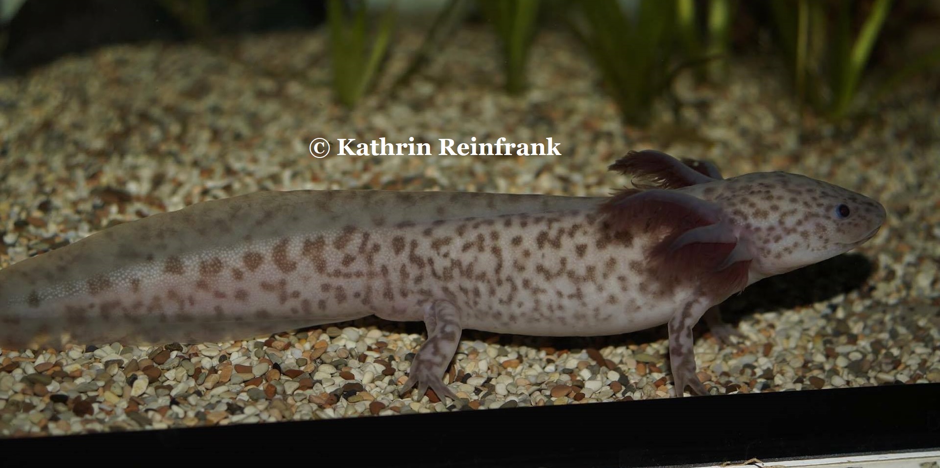 Couleurs de l'Axolotl