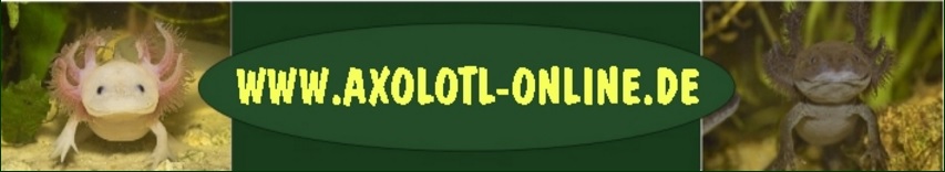 Axolotl online