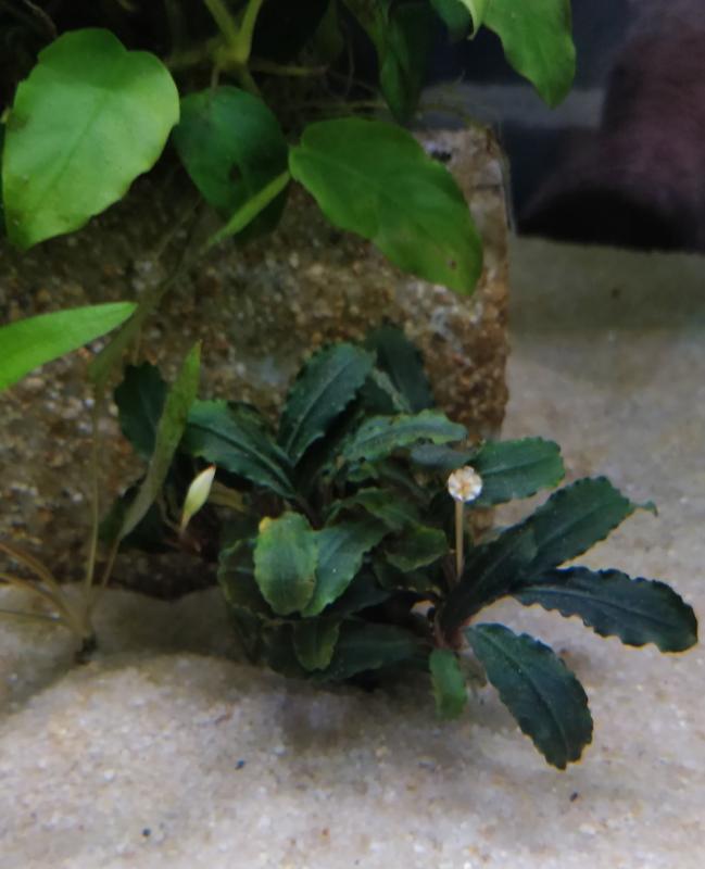 Bucephalandra 1