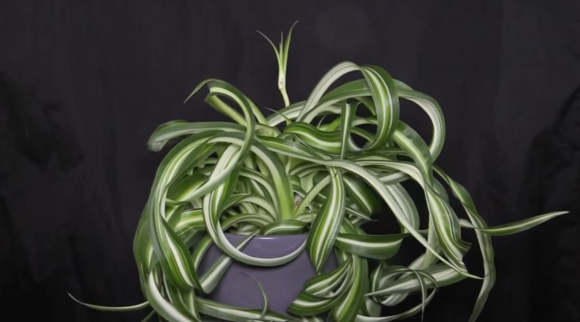 Chlorophytum