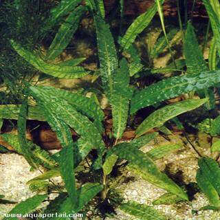 Cryptocoryne affinis