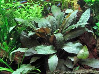 Cryptocoryne wendtii