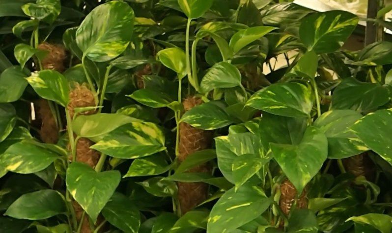 Epipremnum aureum