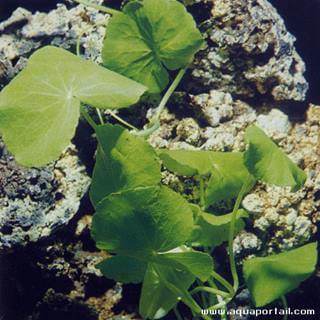 Hydrocotyle leucocephala