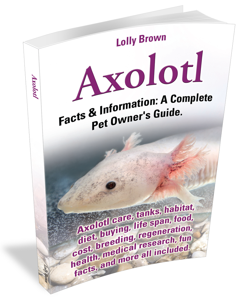 Lolly brown axolotl