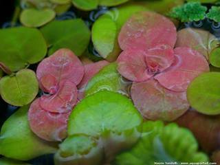 Ludwigia helminthorrhiza