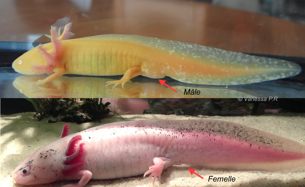 Je veux un axolotl ! - Blog