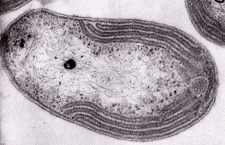 Nitrobacterfs