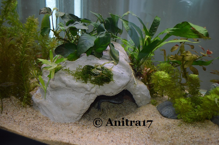 Pot 4