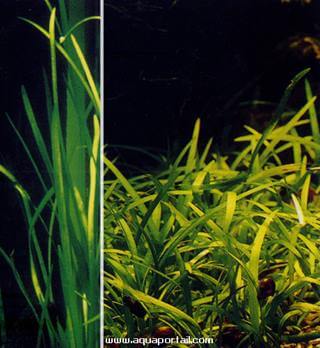 Sagittaria subulata