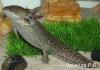 Quel est le régime alimentaire de l'Axolotl ?