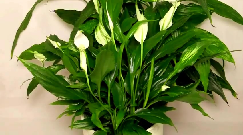 Spathiphyllum